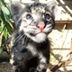 Illustration for article titled Clouded Leopard Cuteness Never Ends!